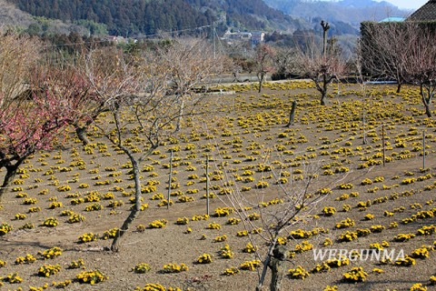 上神梅の福寿草畑