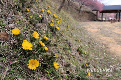 虻田福寿草の里の風景