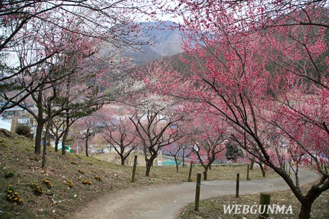 虻田福寿草の里の紅梅