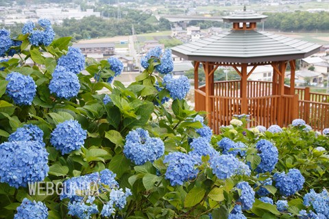 下仁田あじさい園の展望台