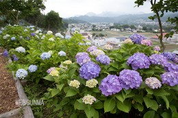 下仁田あじさい園から望む