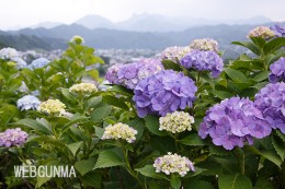 下仁田あじさい園から遠景に望む県境の山々