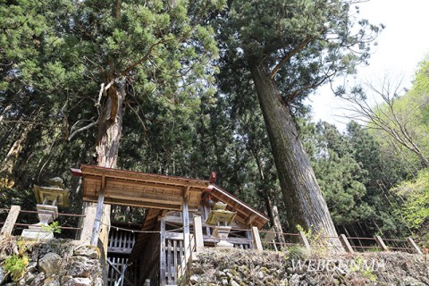 大仁田神社の大杉（南牧村）