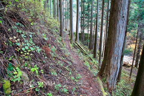 象ヶ滝付近の山道