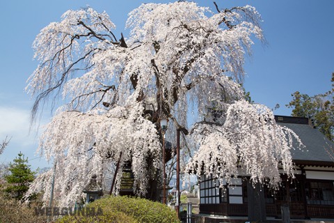 林昌寺のしだれ桜（中之条町）