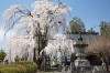 林昌寺のしだれ桜