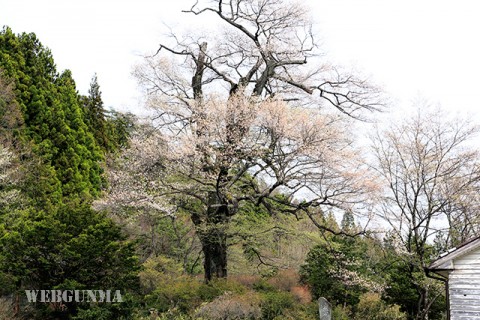 お蒔桜