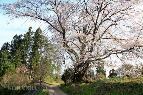 大隅桜