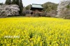 応永寺山門前の菜の花畑