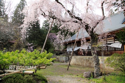 応永寺のしだれ桜