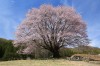 天王桜