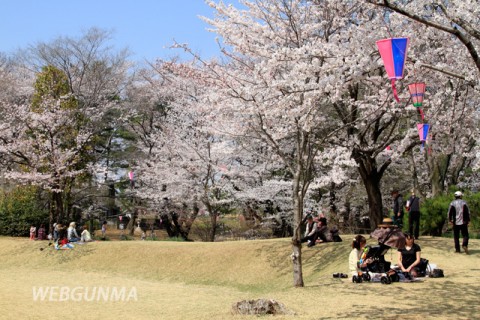 城之内公園の桜