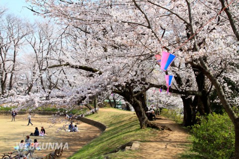 城之内公園の御堀の桜