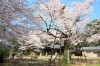 長柄神社のエドヒガンザクラ