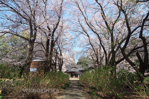 長柄神社参道のソメイヨシノ