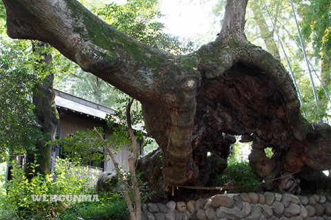 安中市指定天然記念物「熊野神社の大欅」