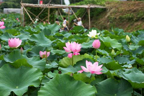 天幕城址あかぼり蓮園