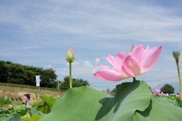 天幕城址あかぼり蓮園