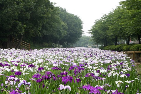 伊勢崎市 赤堀花しょうぶ園