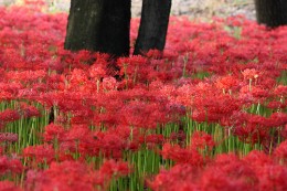 伊勢崎市境三ツ木のヒガンバナ群生地（早川渕彼岸花の里）