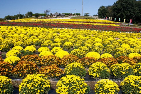 赤堀 小菊 の 里