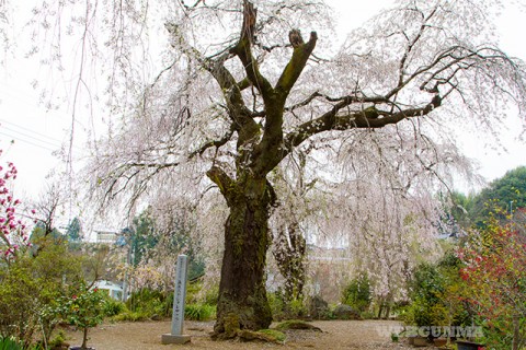 藤生沢のお角桜