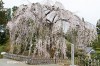 桐生市のおかめ桜（土橋のしだれ桜）