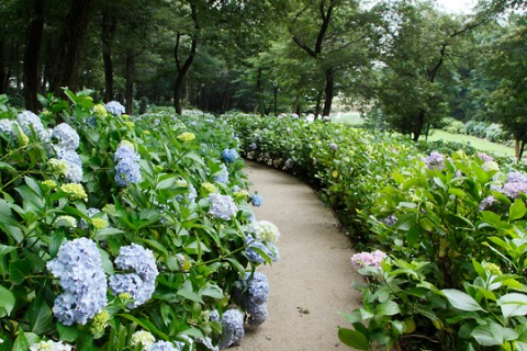 前橋市荻窪公園のアジサイ