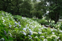 道の駅「赤城の恵」 荻窪公園 木々に囲まれ