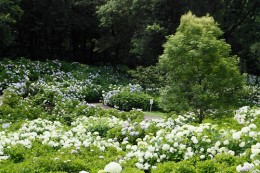 道の駅「赤城の恵」 荻窪公園 アジサイの丘