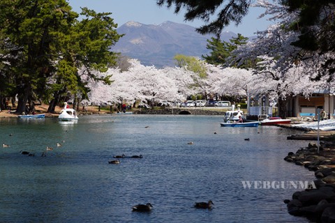 敷島公園ボート池と桜