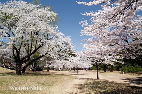 敷島公園内の桜