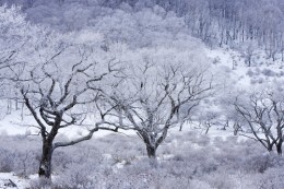 霧氷に包まれた白樺牧場の木々