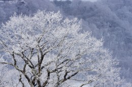 冬場の白樺牧場