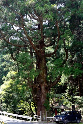 小平の大杉