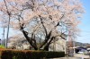上津の姥桜