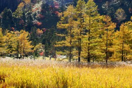 芳ヶ平（芳が平）の秋景