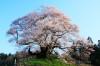 発地のヒガンザクラ