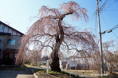 上古語父の枝垂れ桜