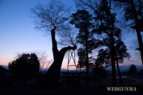 早朝の川田神社の大ケヤキ