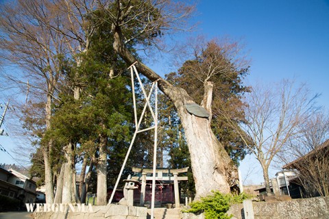 川田神社の大ケヤキ