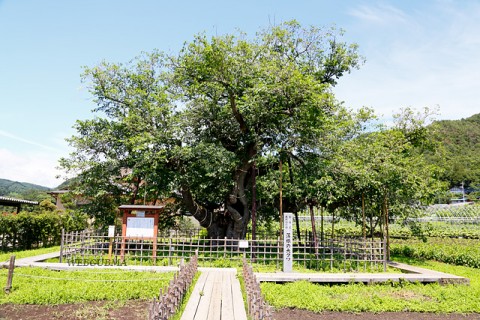 薄根の大クワ-国指定天然記念物