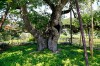 桑樹日本三名木「薄根の大クワ」