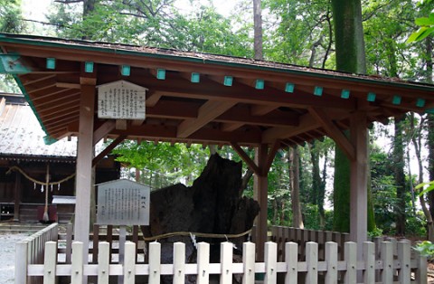 生品神社神代木・新田義貞が軍旗を掲げたクヌギ