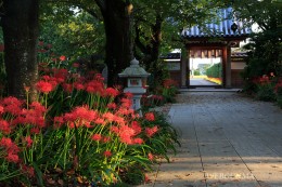 常楽寺山門・参道の彼岸花