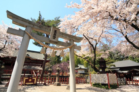 太田市 世良田の東照宮の桜