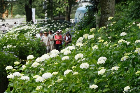 渋川市 小野池あじさい公園