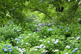 小野池あじさい公園