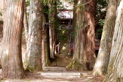 高山村　三島神社杉並木