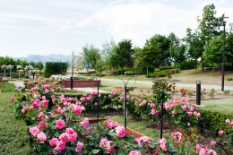 玉村北部公園バラ